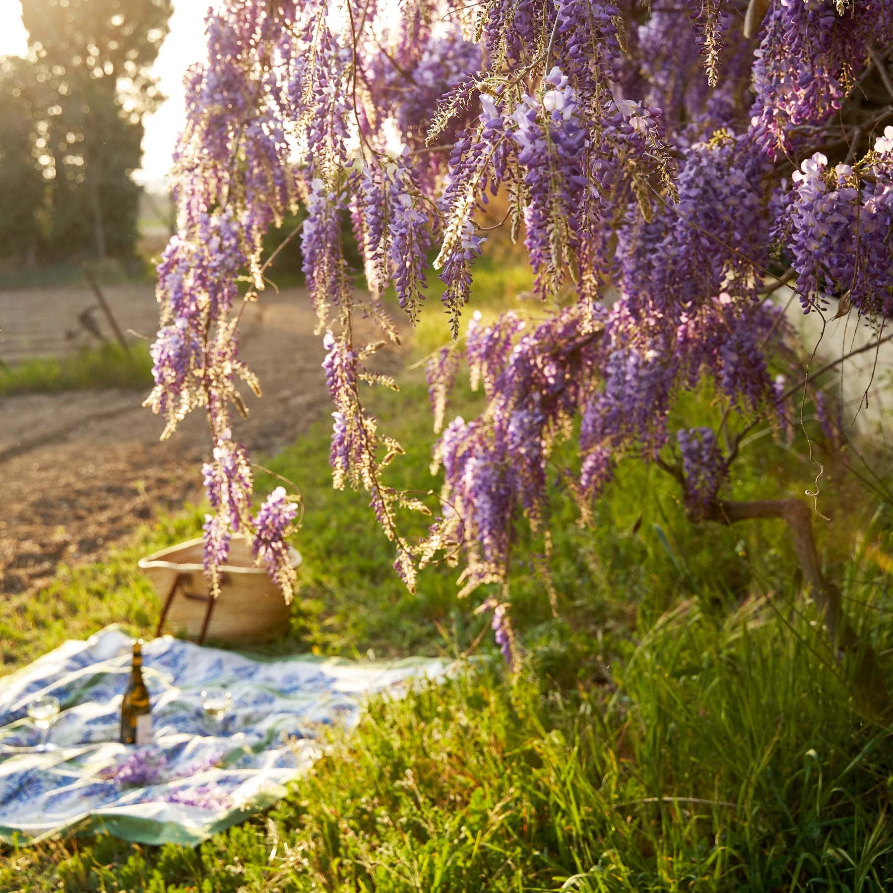 Couleur Nature Wisteria Tablecloth Blue & Green